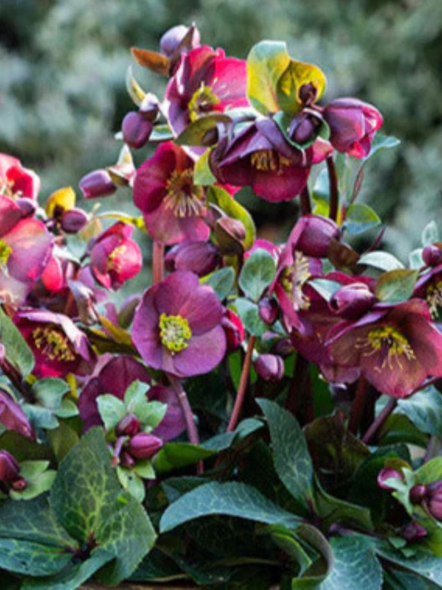 Hellebore 'Vibey Velvet' 1G